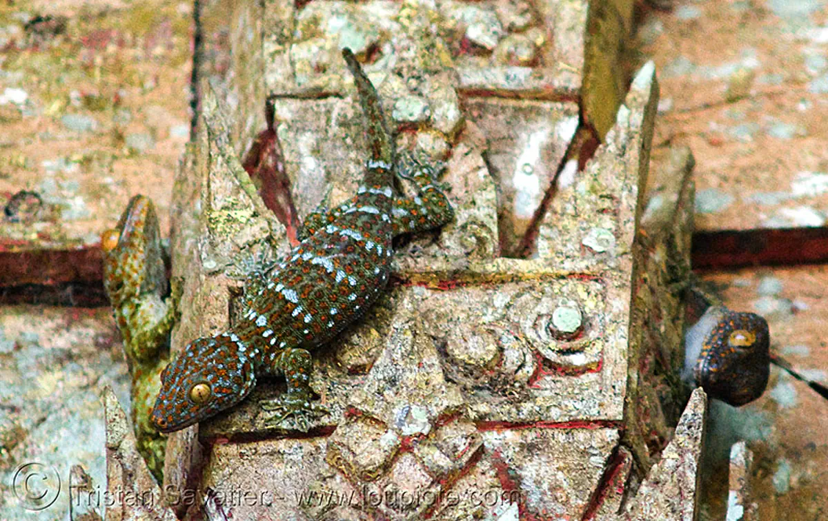 tokay geckos in temple, gekko gecko, laos, luang prabang, pak ou caves temples, tokay geckos, wildlife