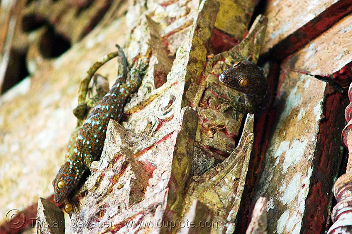 tokay geckos - pak ou caves near luang prabang (laos), gekko gecko, laos, luang prabang, pak ou caves temples, tokay geckos, wildlife