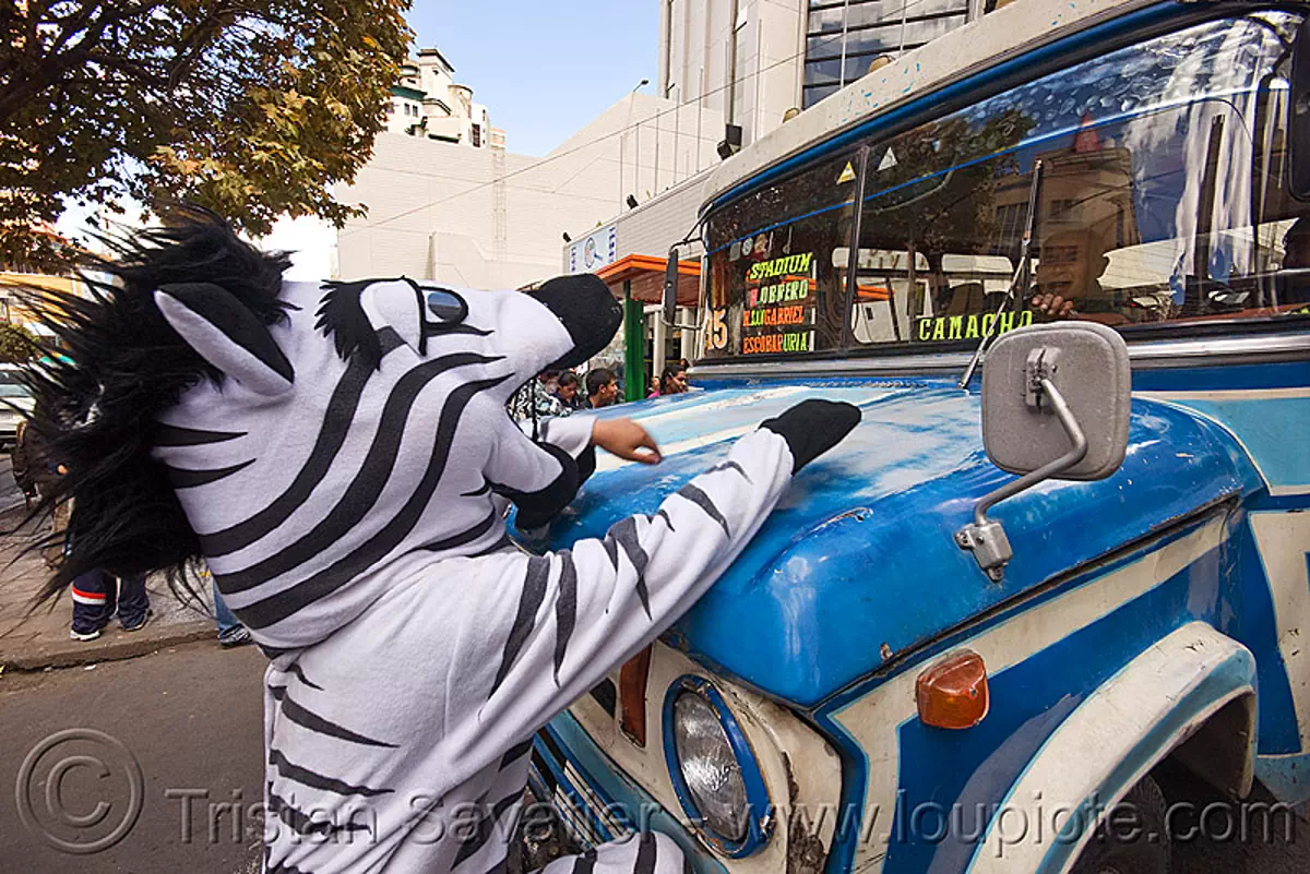 traffic zebra, bolivia