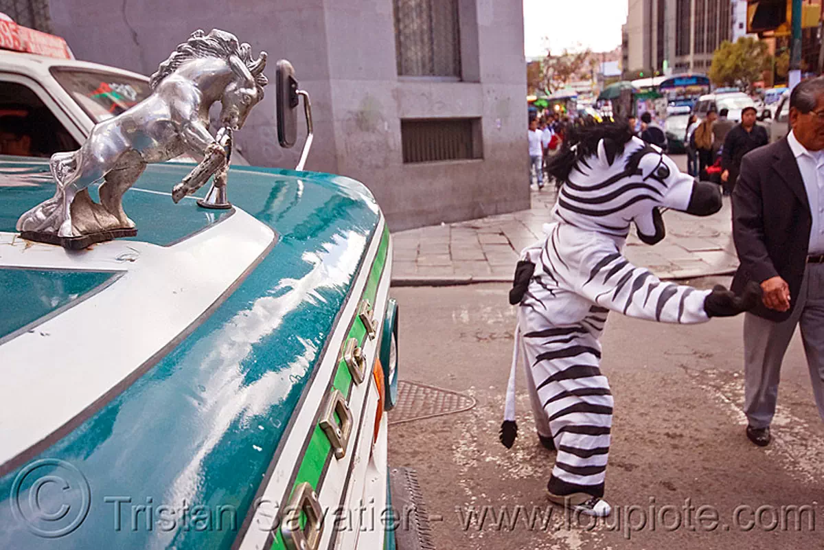 traffic zebra - la paz (bolivia), bolivia, bus, chrome, cnn ireport, costume, dodge, hood ornament, horse, la paz, lorry, mustang, pedestrian crossing, stallion, traffic zebra, truck