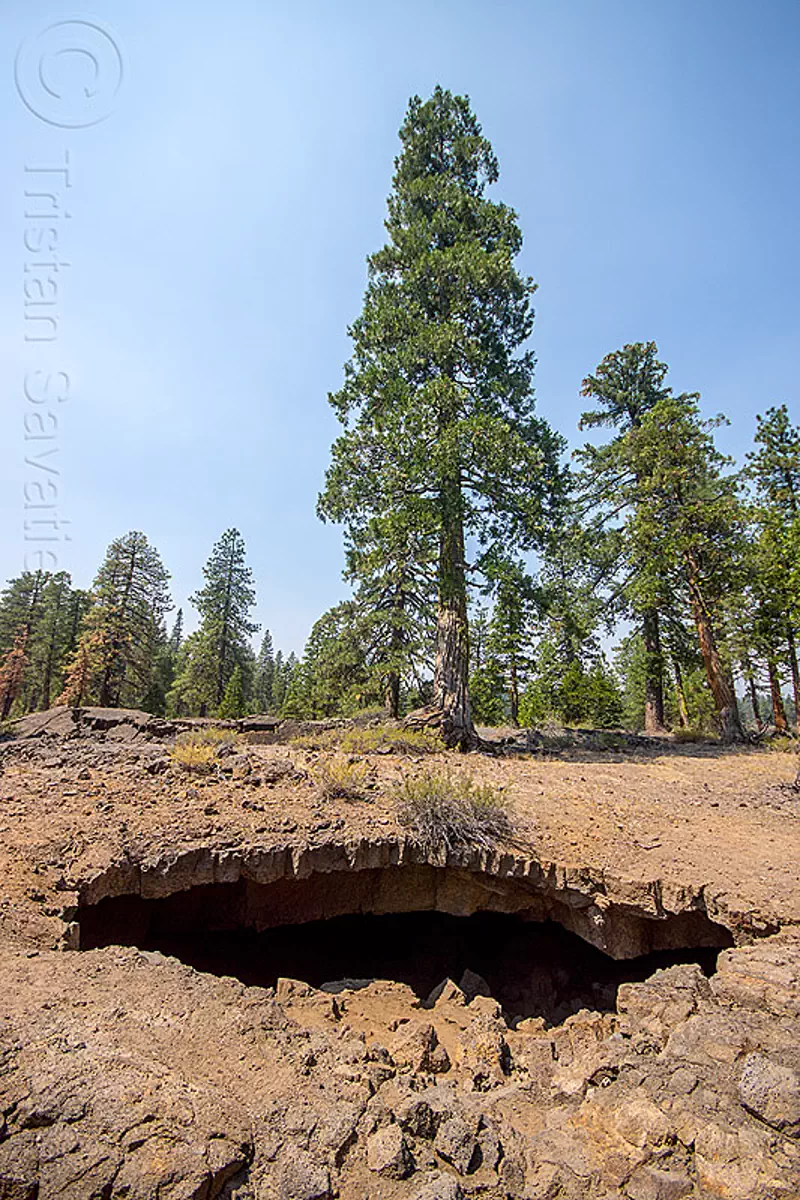 tree grows over collapsed lava cave, basalt, cave mouth, caving, lava beds, lava cave, lava tube cave, natural cave, rock formation, shasta-trinity national forest, spelunking, tree, volcanic
