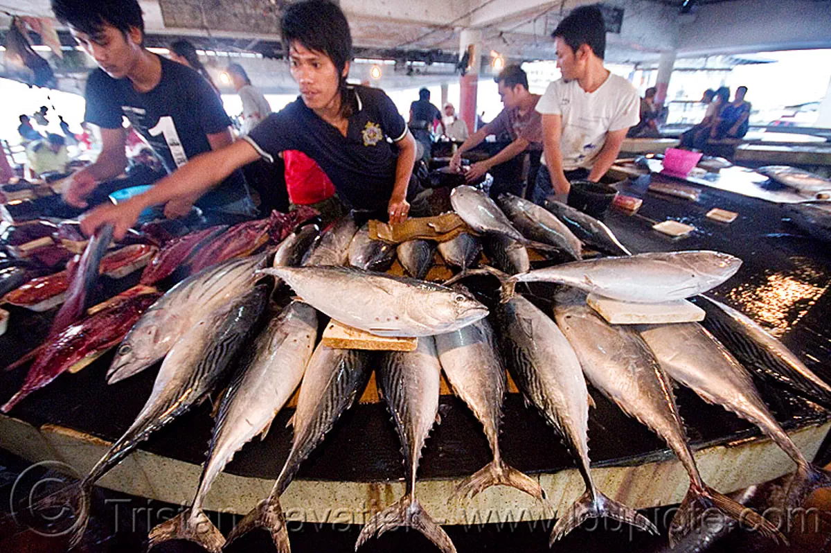 tuna fish stall at fish market