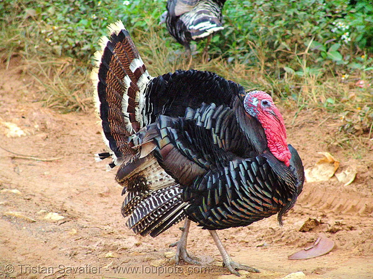 turkey, bird Stock Photo 93474423
