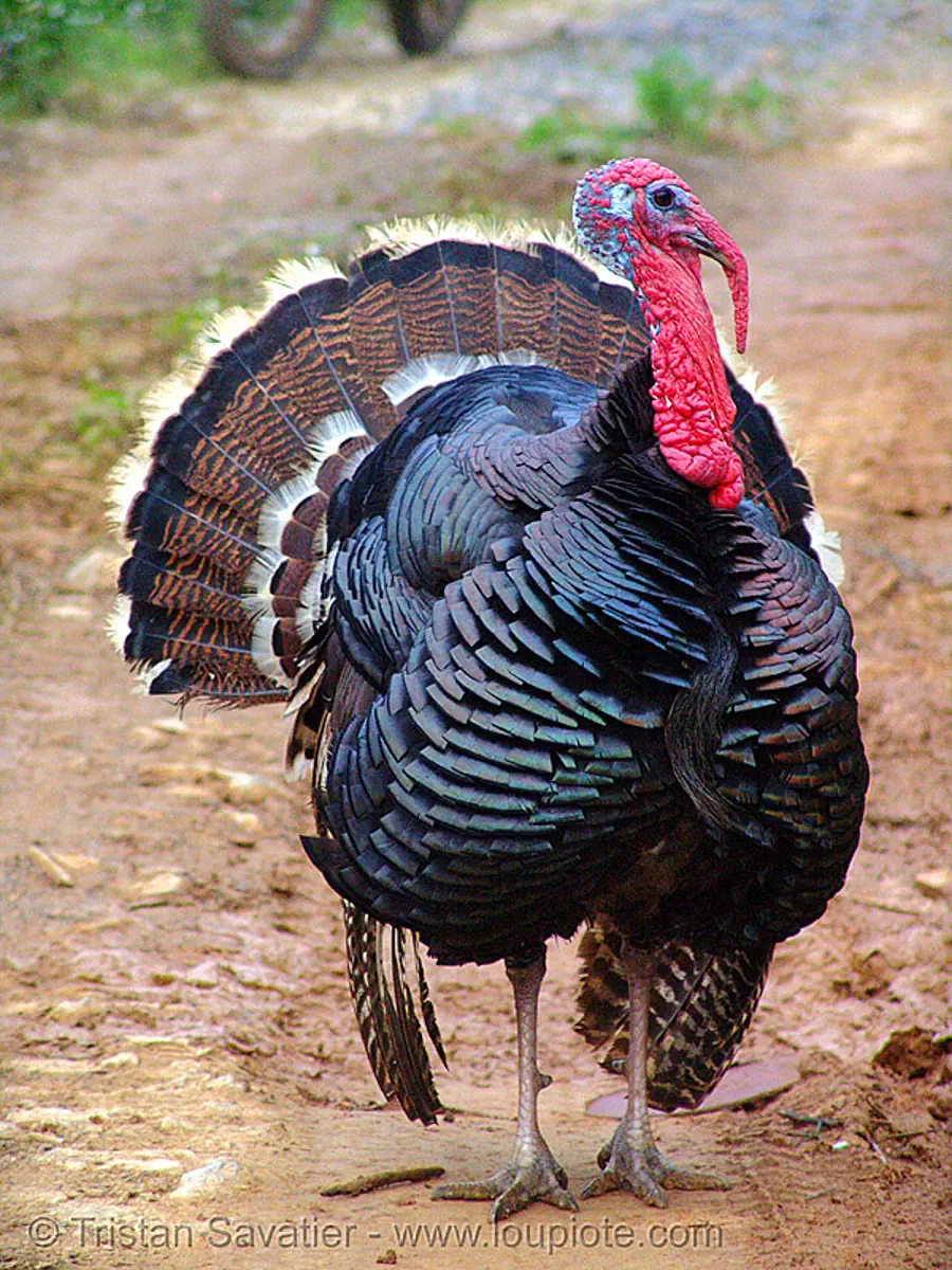 turkey bird (male), bronze turkey, courtship, domestic turkey, galliformes, hen, meleagris gallopavo, poultry, turkey bird, vietnam
