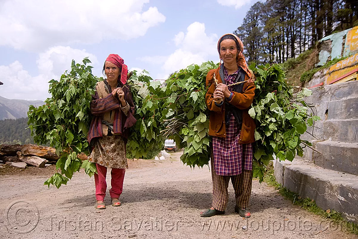 two women carrying leaves - jalori pass (india), bundles, carrying, jalori pass, jalorila, leaves, old woman, old women, road