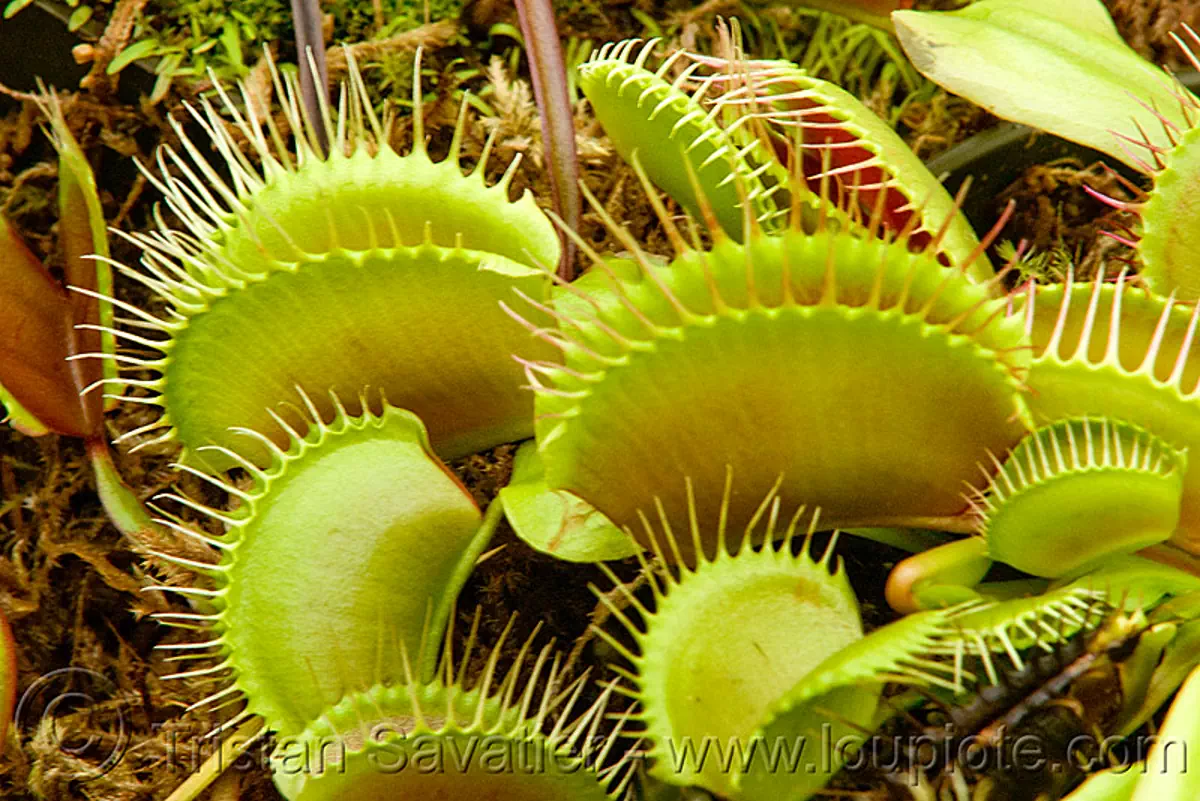 venus flytrap, carnivorous plants, dionaea muscipula