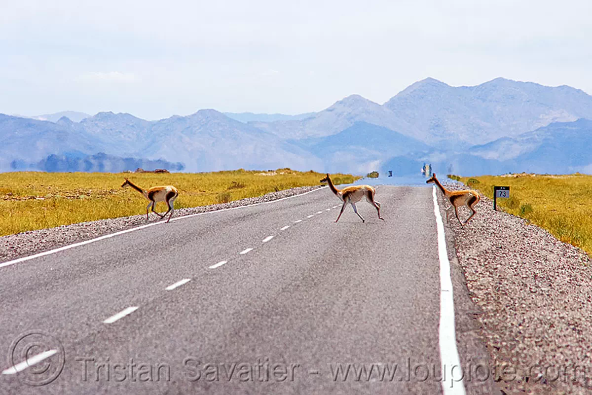 vicuñas crossing road (argentina), altiplano, argentina, crossing, noroeste argentino, pampa, quebrada de humahuaca, road, vicugnas, vicunas, vicuñas, vigognes