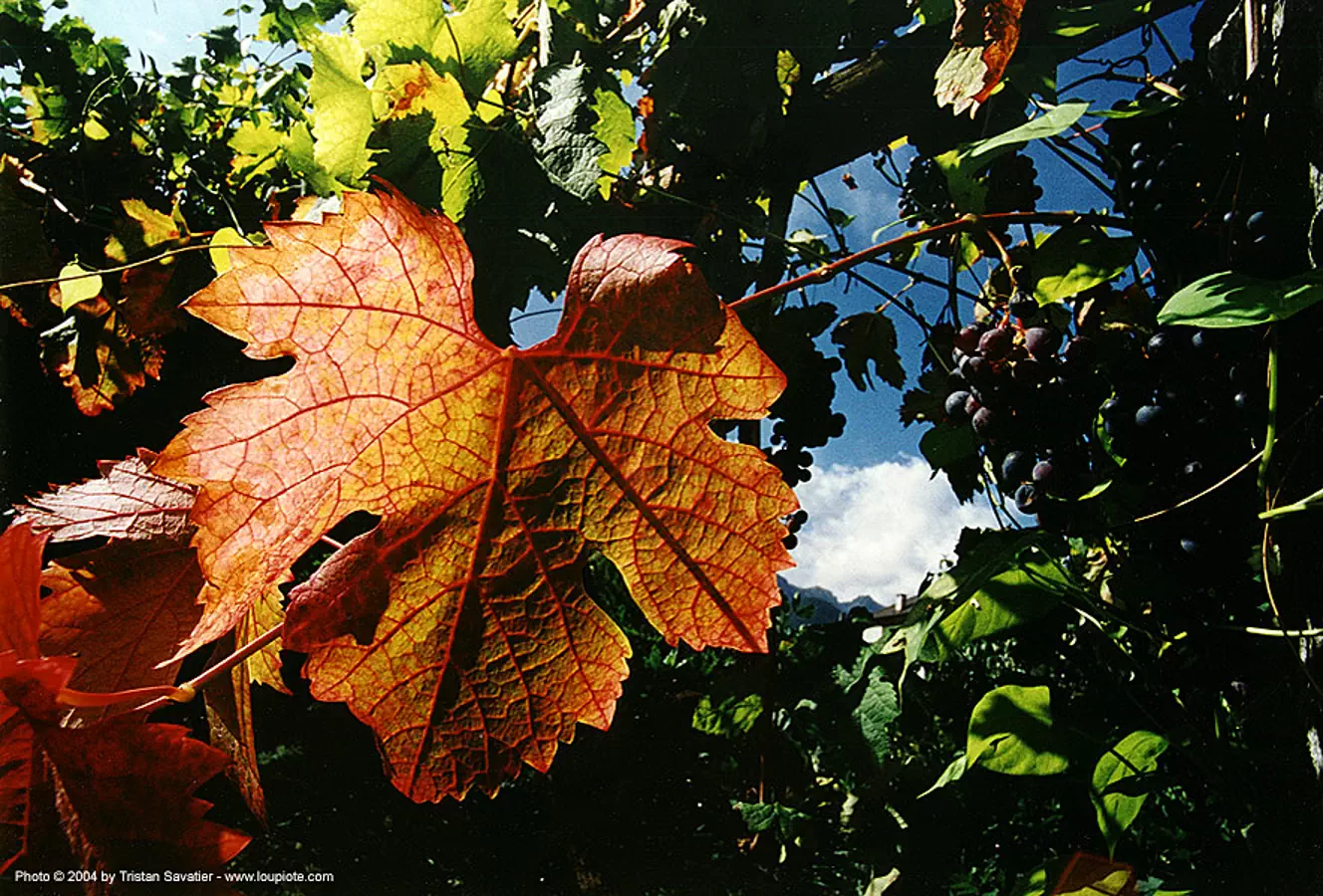 vineleaf with backlight, backlight, leaves, plant veins, vine leaf