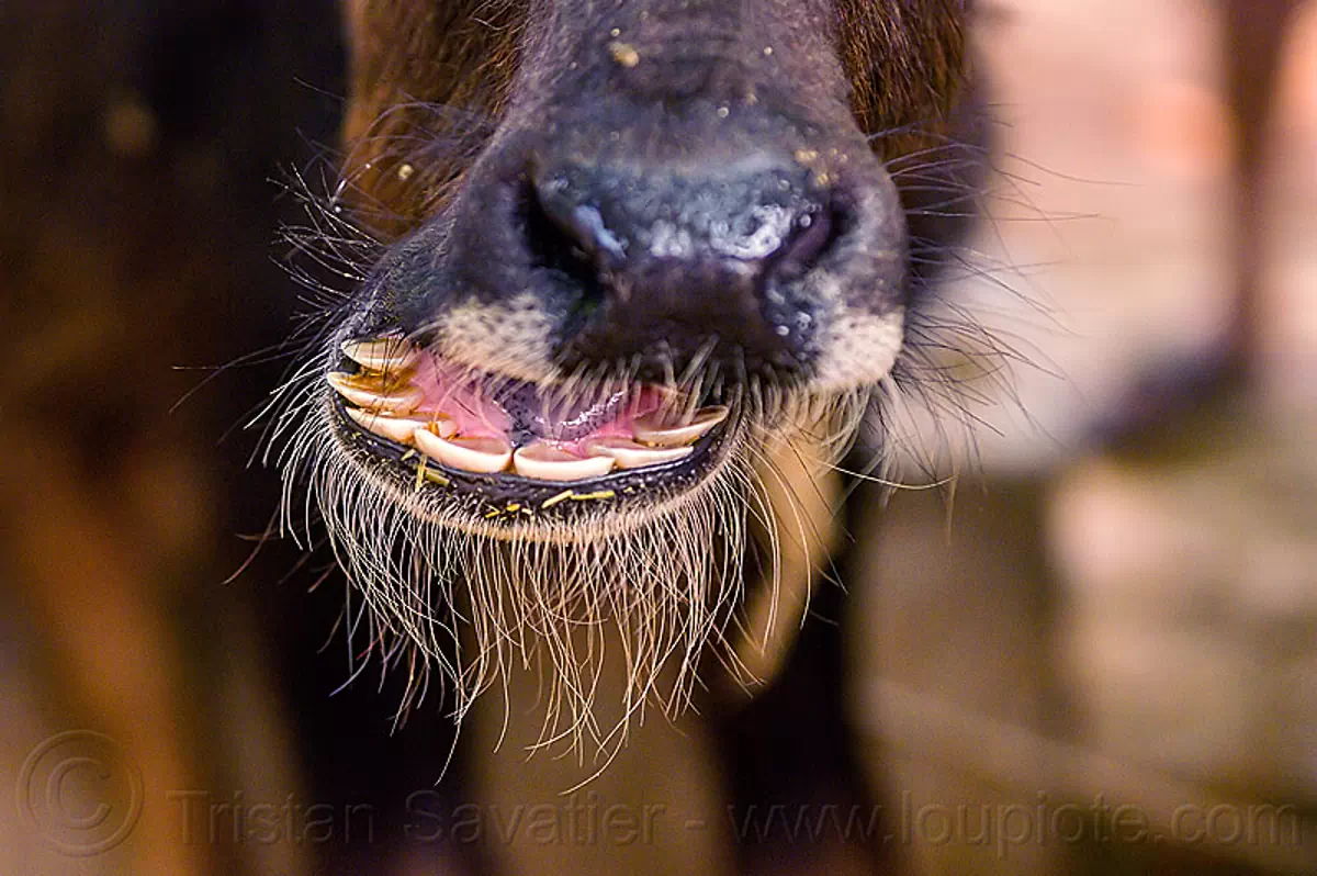 water buffalo nose and teeth, india Stock Photo 15752182436