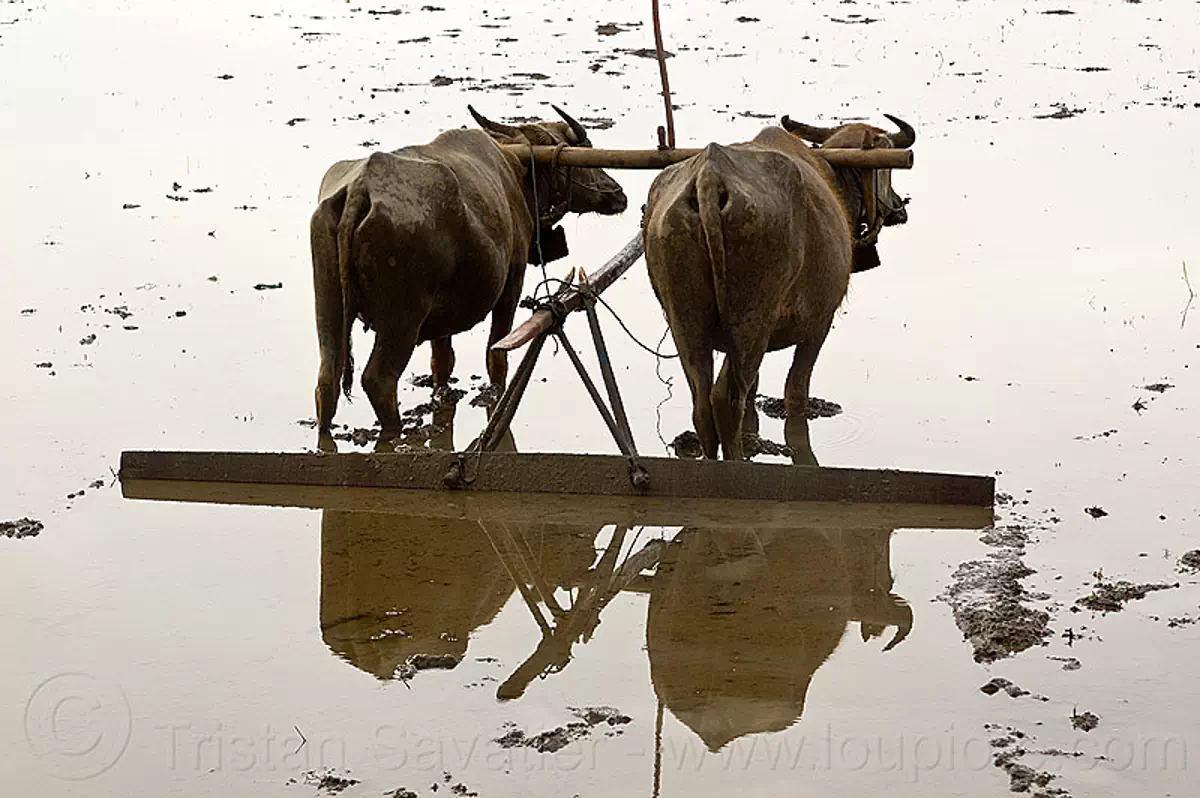water buffaloes in flooded paddy field, agriculture, cows, draft animals, draught animals, flooded, flores island, indonesia, rice paddies, rice paddy fields, terrace farming, terraced fields, water buffaloes