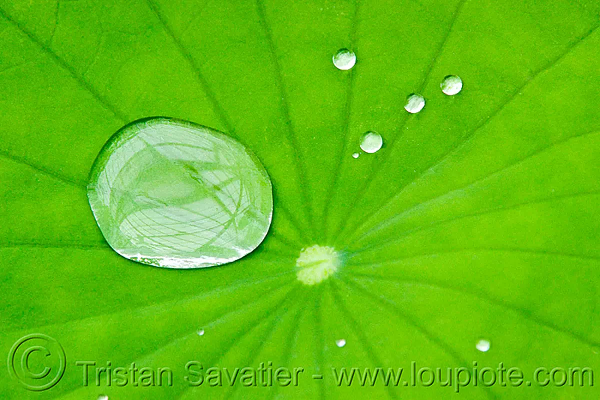 water droplets on hydrophobe lotus leaf, superhydrophobicity, nelumbo nucifera, superhydrophobic