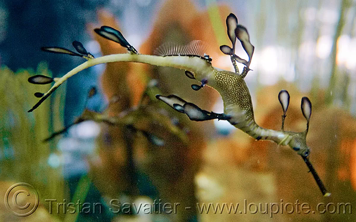 weedy sea dragon - seahorse (phyllopteryx taeniolatus), fish, phyllopteryx taeniolatus, seahorse, weedy sea dragon, wildlife