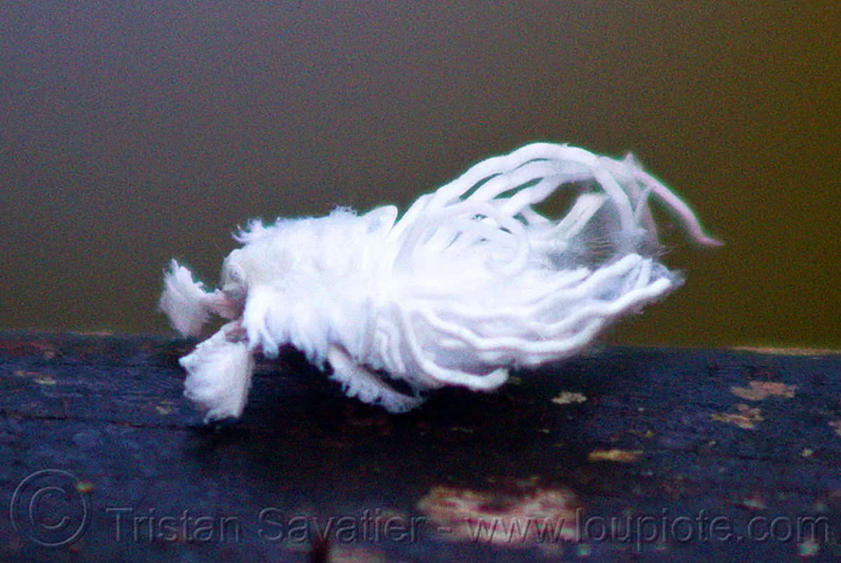 white cotton bug, flatidae nymph, borneo