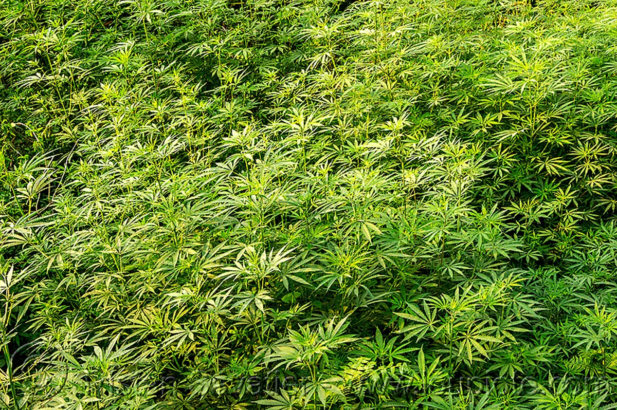 wild cannabis (india), cannabis sativa, field, ganja, india, indian hemp, leaves, plant, weed, west bengal, wild cannabis