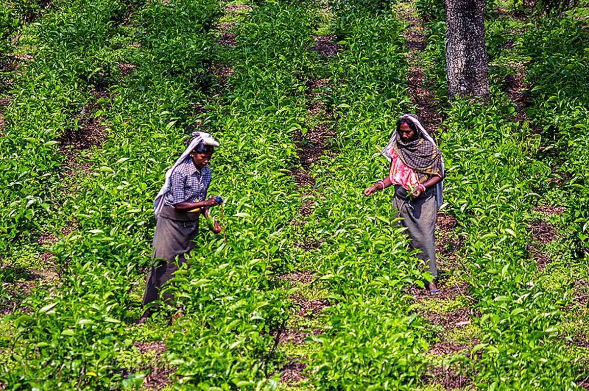 women plucking tea leaves in tea plantation (india), agriculture, farming, tea harvesting, tea leaves, tea plantation, tea plucking, west bengal, women, working