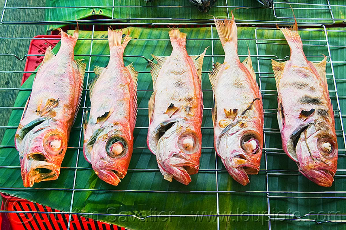 Red Snapper Grilled Fishes