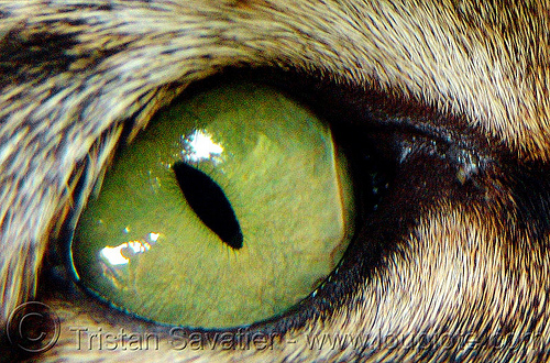  cat  eye  green