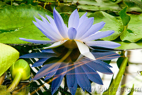 water droplets on hydrophobe lotus leaf