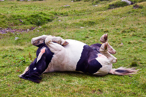 pinto foal lying down