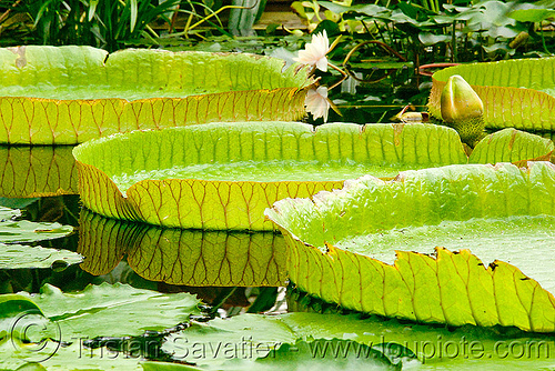 amazon water lily leaves - victoria amazonica, amazon water lily, floating, giant water lily, leaves, plants, pond, tropical, victoria amazonica