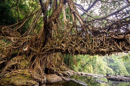 anchor of living root bridge - mawlynnong (india), banyan, east khasi hills, ficus elastica, footbridge, india, jingmaham, jungle, living root bridge, mawlynnong, meghalaya, rain forest, river, roots, strangler fig, trees, wahthyllong