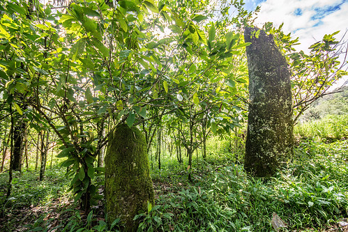 ancient toraja megalith memorial stones (menhirs), megaliths, memorial stones, menhirs, moss, mossy, simbuang batu, tana toraja