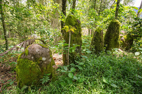 ancient toraja megalith memorial stones (menhirs), megaliths, memorial stones, menhirs, moss, mossy, simbuang batu, tana toraja