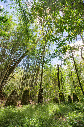 ancient toraja megalith memorial stones (menhirs) in bamboo forest, megaliths, memorial stones, menhirs, moss, mossy, simbuang batu, tana toraja