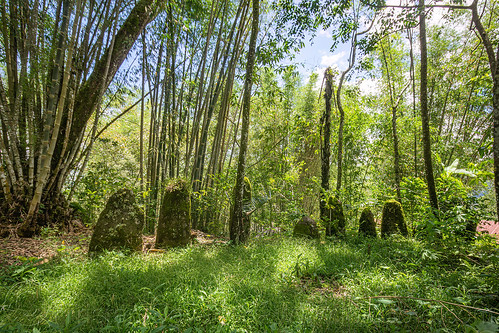 ancient toraja megalith memorial stones (menhirs) in bamboo forest, megaliths, memorial stones, menhirs, moss, mossy, simbuang batu, tana toraja