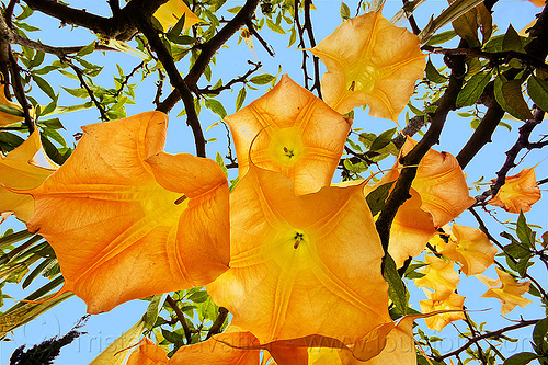 angel's trumpet flowers, angel's trumpet, brugmansia, indonesia, plant, tree, trumpet flowers, yellow