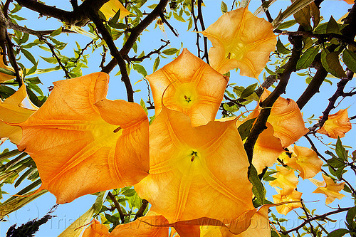 angel's trumpet flowers, angel's trumpet, brugmansia, plants, tree, trumpet flowers, yellow