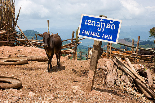 "animol aria" (animal area!) - bad spelling sign - laos, animal area, bad spelling, cow, road sign, translation