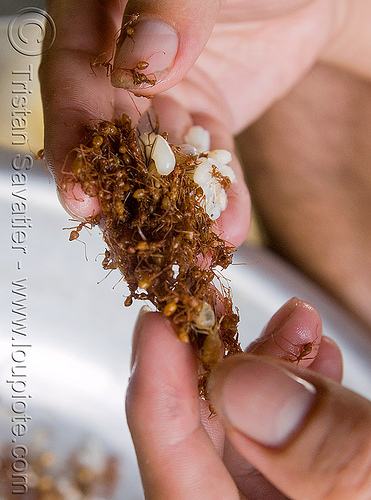 ants and their eggs (laos), ant eggs, ants, edible bugs, edible insects, entomophagy, fingers, hands
