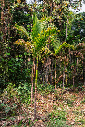 areca palm tree - betel tree (india), areca tree, east khasi hills, mawlynnong, meghalaya, palm tree, trees