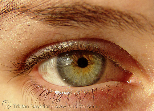 asha's eye, asha, beautiful eyes, closeup, eye color, eyelashes, iris, woman