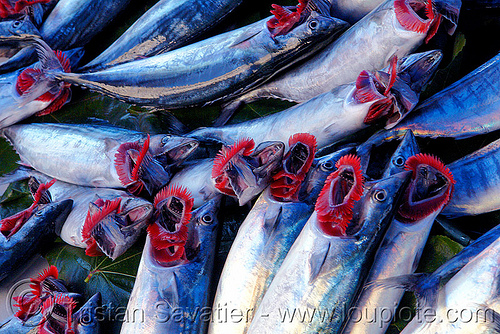atlantic bonito fishes - fish market, atlantic bonito, branchial arches, fish market, fishes, gills, istanbul, sarda sarda
