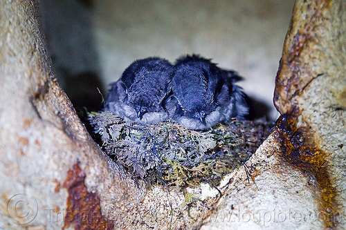 baby birds in nest, baby animal, baby birds, bird nest, borneo, caving, gunung mulu national park, lang cave, limestone, malaysia, natural cave, rock, sleeping, spelunking, swiflets, swiftlet, wild bird, wildlife, young birds