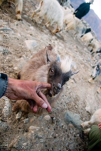 baby goat suckling on my finger - pangong lake - ladakh (india), baby animal, baby goat, changthangi, finger, goat head, ladakh, pashmina, spangmik, suckling