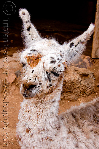 baby llama - cria, abra el acay, acay pass, argentina, baby animal, baby llama, cria, lama glama, noroeste argentino