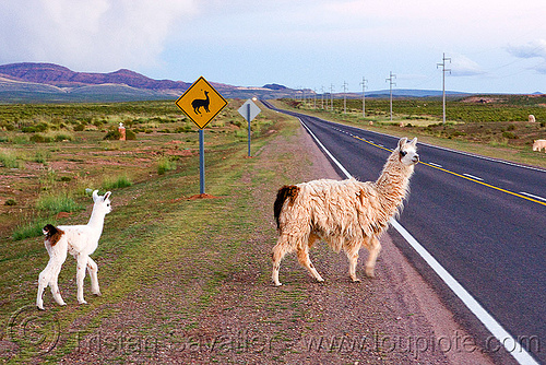 baby llama cria and mother llama crossing road, altiplano, argentina, baby animal, baby llama, cria, fluffy, fuzzy, llama crossing, llama sign, lumará, mother, noroeste argentino, pampa, quebrada de humahuaca, road sign, straight road, vanishing point