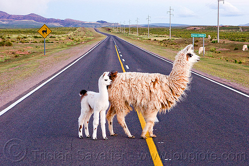 baby llama crossing road, altiplano, argentina, baby llama, cria, fluffy, fuzzy, llama crossing, lumará, mother, noroeste argentino, pampa, quebrada de humahuaca, road sign, straight road, vanishing point
