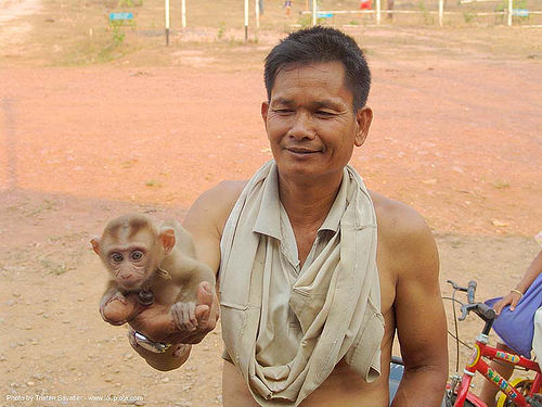 baby monkey in hand - ลิง - thailand, baby monkey, hand, man, pet monkey, thailand, wildlife, ลิง