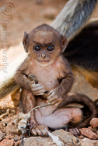 baby monkey - langur black-faced monkey (india), baby animal, baby monkey, black-faced monkey, gray langur, semnopithecus entellus, wildlife