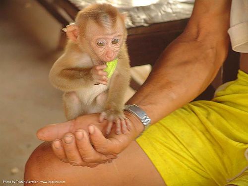ลิง - baby monkey - thailand, baby monkey, man, pet monkey, thailand, wildlife, ลิง