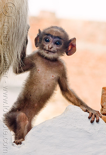 baby monkey with big ears - langur black-faced monkey, baby animal, baby monkey, black-face monkey, ears, gray langur, semnopithecus entellus, udaipur, wildlife