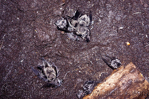 baby swiftlet birds in madai cave - gua madai (borneo), baby birds, bat guano, bird's nest, borneo, caving, dying, gua madai, ida'an, idahan, madai caves, malaysia, natural cave, spelunking, swiftlet birds, swiftlets, wild bird, wildlife, young birds