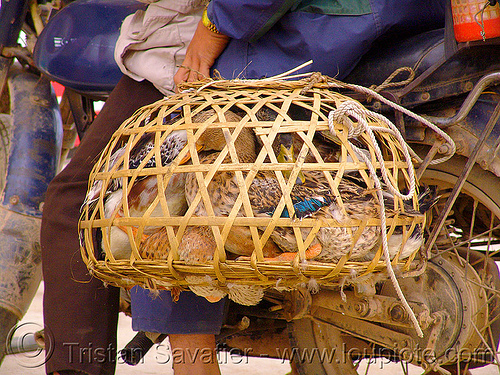 bamboo cage - geese - vietnam, 125cc, bamboo cage, birds, geese, minsk motorcycle, poultry, road, vietnam, минск 125, мотоциклы