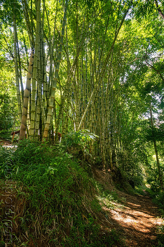 bamboo forest, londa burial cave, tana toraja