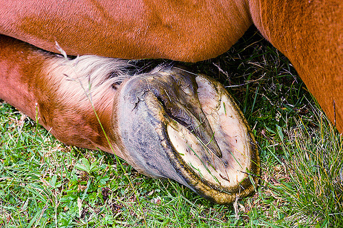 barefoot hoof of wild horse (italy), barefoot hoof, barefoot horse, feral horse, grass field, grassland, lying down, red horse, wild horse hoof