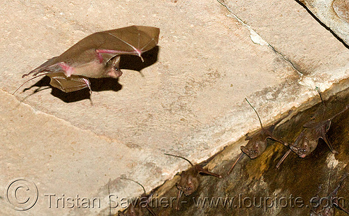 bat flying - gwalior palace (india), bats, flying, gwalior, rhinopoma, wildlife